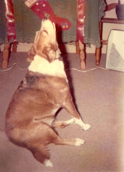 Chipper singing